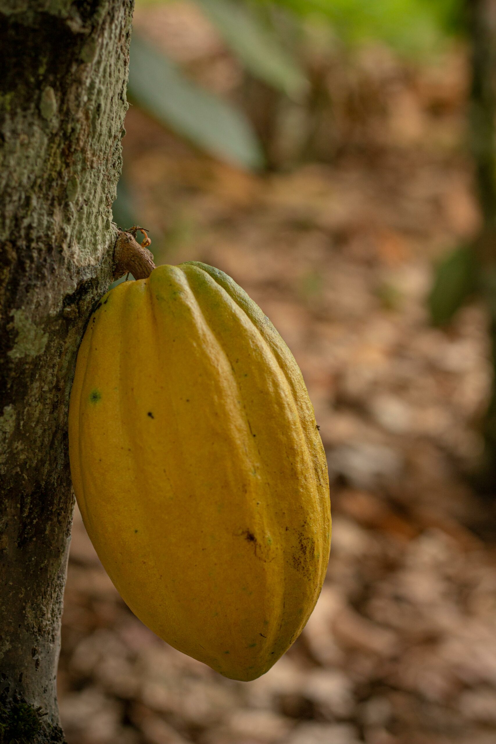 fruta cacau ainda não colhida numa árvore